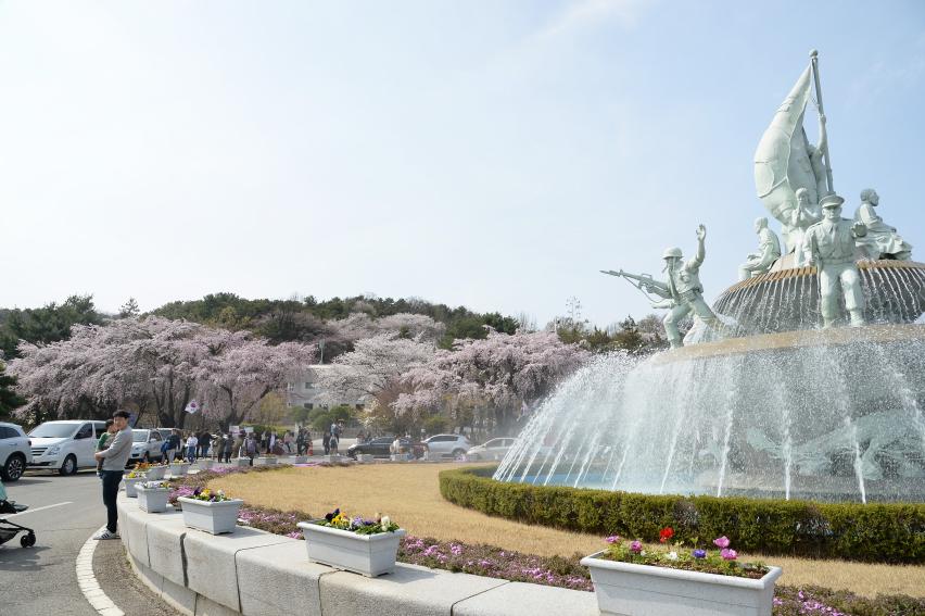 국립서울현충원 벚꽃축제