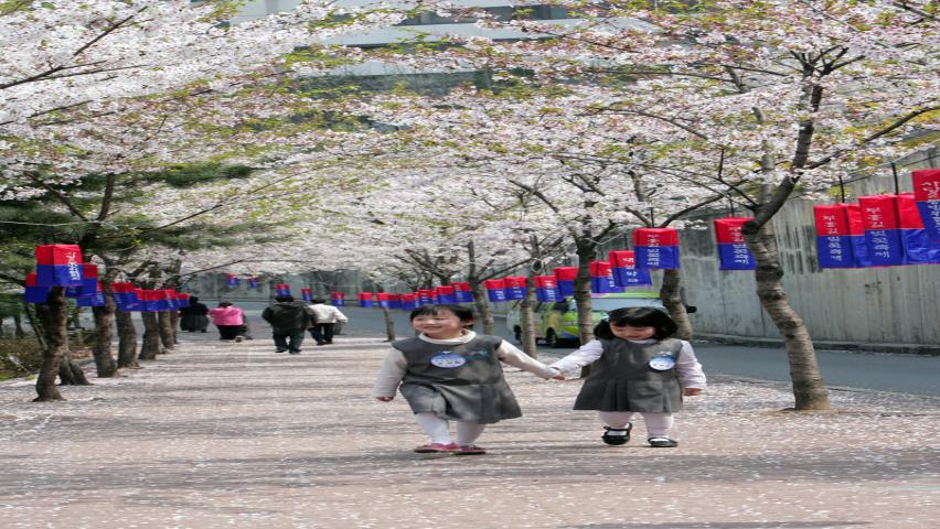 사당2동 부흥길 벚꽃축제